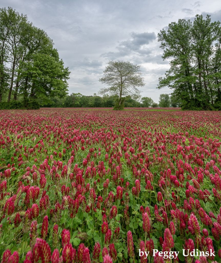 Duane-Loveland_Brecks-Mil-on-Brandywine